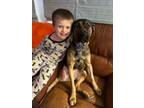 Adopt Madalyn TRIPOD Barkville a Shepherd, Boxer