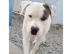Adopt Chachi a White - with Tan, Yellow or Fawn Pit Bull Terrier / Mixed dog in