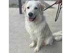 Adopt Yeti a White - with Tan, Yellow or Fawn Great Pyrenees / Mixed dog in