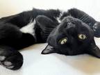 Adopt Oliver a All Black Domestic Shorthair (short coat) cat in Greensburg