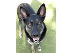 Adopt Minnie (in foster) a Black Shepherd (Unknown Type) / Mixed dog in Santa