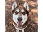 Adopt Shiloh a Australian Shepherd / Siberian Husky / Mixed dog in Aldie