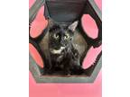 Adopt Patrice a Tortoiseshell Domestic Shorthair / Mixed cat in Wheaton