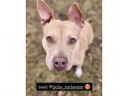 Adopt Mazi a Tan/Yellow/Fawn American Pit Bull Terrier / Mixed dog in Rochester