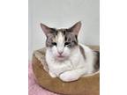 Adopt Sadie a Domestic Shorthair / Mixed (short coat) cat in Redwood Falls