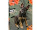 Adopt Baby Chloe a Black - with Tan, Yellow or Fawn Belgian Malinois / Blue