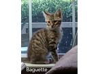 Adopt Baguette a Brown or Chocolate Domestic Shorthair / Domestic Shorthair /