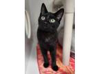 Adopt Wiggle a All Black Domestic Shorthair / Domestic Shorthair / Mixed cat in
