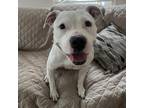 Adopt Pixie a White - with Tan, Yellow or Fawn Pit Bull Terrier / Mixed dog in