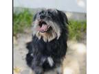 Adopt Ziggy a Black Schnauzer (Standard) / Mixed dog in Houston, TX (38404205)