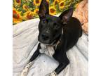 Adopt Natto Mickey Sponge a Black Australian Cattle Dog / Mixed dog in Mission