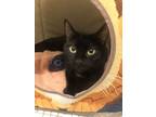 Adopt Peggy 3 a Domestic Shorthair cat in New York, NY (38357746)