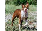Adopt Albany a Brown/Chocolate Pit Bull Terrier / Mixed dog in Dallas