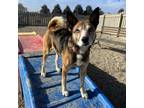 Adopt Cali (aka Koko) a Brown/Chocolate Australian Cattle Dog / Beagle / Mixed