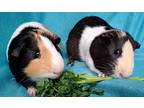 Adopt Cookie 2 a Calico Guinea Pig (short coat) small animal in Highland