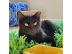 Adopt Ghost Pepper a All Black Domestic Shorthair / Mixed cat in St.