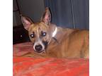 Adopt Echo a Brindle American Staffordshire Terrier / Mixed dog in Lynchburg