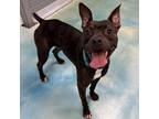 Adopt Sammy a Brown/Chocolate Boxer / Mixed dog in Corpus Christi, TX (38276796)