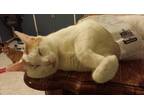 Adopt Maddie Purrkins a Orange or Red Tabby Domestic Shorthair (short coat) cat