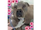 Adopt Queenie a Gray/Blue/Silver/Salt & Pepper Pit Bull Terrier / Staffordshire