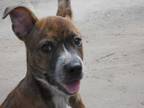 Adopt Rock Star a Brindle - with White Pit Bull Terrier / Terrier (Unknown Type