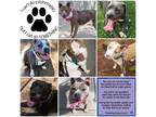Adopt Fosters Needed a Gray/Silver/Salt & Pepper - with Black Pit Bull Terrier /