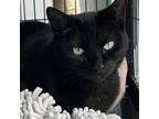 Adopt Zayda a All Black Domestic Shorthair / Mixed cat in Englewood