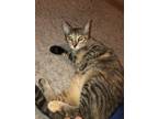 Adopt Timon a Brown Tabby Domestic Shorthair (short coat) cat in Mililani
