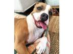 Adopt Shelby a Brown/Chocolate - with White Pit Bull Terrier / Mixed dog in