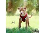 Adopt Chad a Red/Golden/Orange/Chestnut Labrador Retriever / Mixed Breed (Large)