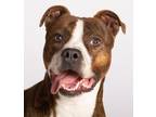 Adopt Hobbes a Black - with Tan, Yellow or Fawn Pit Bull Terrier / Boxer / Mixed