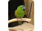 Adopt Kirby a Macaw bird in Northbrook, IL (9451241)