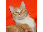Adopt Marcus a Orange or Red Tabby Domestic Shorthair (short coat) cat in