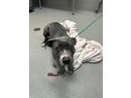 Adopt FRANCINE a Pit Bull Terrier
