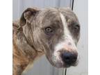 Adopt Birney a Brindle American Pit Bull Terrier / Mixed dog in Blanchard