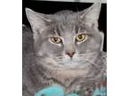 Adopt Rudy a Gray, Blue or Silver Tabby Domestic Shorthair (short coat) cat in