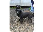 Adopt Betty a Black - with White Labrador Retriever / Mixed dog in Baton Rouge