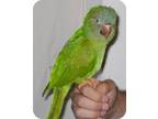 Adopt Kirby a Conure bird in Northbrook, IL (9451210)