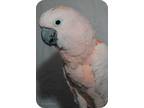 Adopt Rosy a Cockatoo bird in Northbrook, IL (9451218)