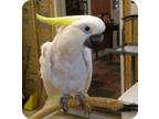 Adopt Johnnie a Cockatoo bird in Northbrook, IL (9451230)