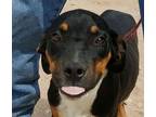 Adopt Spruce a Black - with Tan, Yellow or Fawn Hound (Unknown Type) / Mixed dog