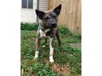 Adopt Swiper a Brindle - with White Boxer / Bull Terrier / Mixed dog in Baton