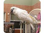 Adopt Lola a Cockatoo bird in Northbrook, IL (9451225)