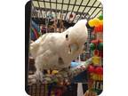 Adopt Shady a Cockatoo bird in Northbrook, IL (9451214)