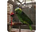 Adopt Gittle a Amazon bird in Northbrook, IL (9451211)