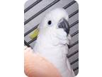 Adopt Papua a Cockatoo bird in Northbrook, IL (9451221)