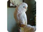 Adopt Leo a Cockatoo bird in Northbrook, IL (9451226)