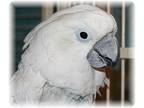 Adopt Baby 1 a Cockatoo bird in Northbrook, IL (9451236)