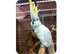 Adopt Honey a Cockatoo bird in Northbrook, IL (9451213)