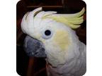 Adopt Tony a Cockatoo bird in Northbrook, IL (9451216)